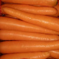 New Harvest Good Quality of Fresh Carrot (80-150g)