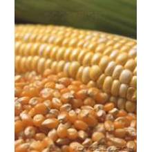 Corn Gluten Meal 60%