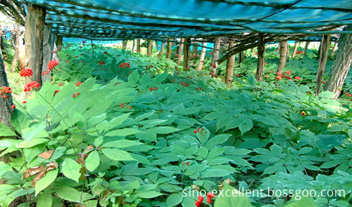 Plant of Ginseng