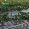 LDPE blowing agricultural mulch film