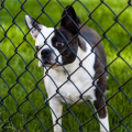 Galvanzied /pvc coated chain link fence