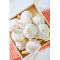 5.5 cm Factory Pure White Fresh Garlic