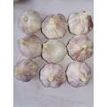 pure white garlic in 5.6kg carton