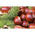 2016 New Season Fresh Chestnut en Precio Bajo China Origen