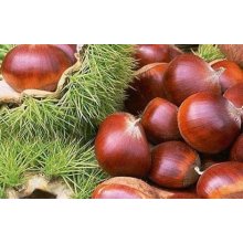 2016 New Season Fresh Chestnut em baixo preço China Origem