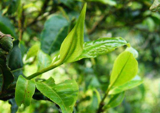 Tea Tree Essential Oil Benefits