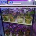 Full spectrum commercial led grow light