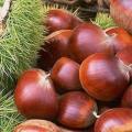 Fresh Chestnut Glossy Health