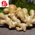 AIR DRIED GINGER WITH HIGH QUALITY