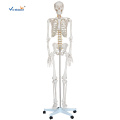 180CM Tall Life Size Human Skeleton Model