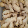 Buena calidad de Chinese Air Dry Ginger