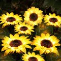 Outdoor Sunflower Solar Garden Decor Yard Stake