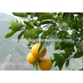 Ätherisches Öl der Eigenmarke orange Blatt