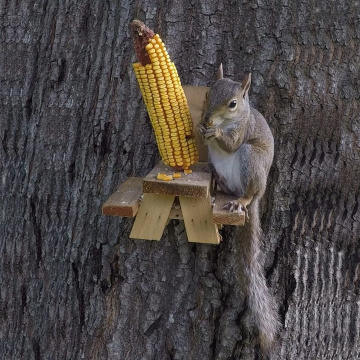 Divertido alimentador de ardilla de regalo, GIBBON / ET-720729, fácil de limpiar, llenar e instalar alimentador de ardilla de madera