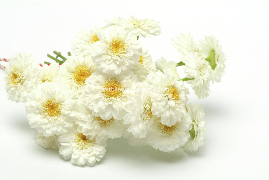 chamomile-flowers-anthemis-nobilis-bildagentur-onlineth-fotoscience-photo-library