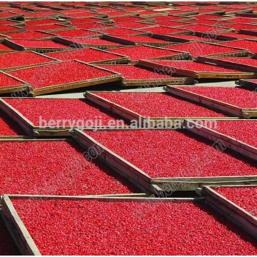 Bayas de goji chino / baya de lycium / secado al sol