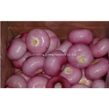 New Crop Chinese Red Onion
