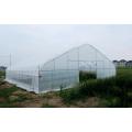 Film Single span greenhouse for vegetables