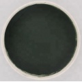 Bulk spirilina spirulina powder for sale