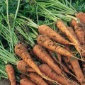 Chinese carrot seeds for planting