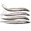 frozen ribbon fish, frozen hardtails, frozen belt fish