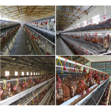 Coated or galvanized welded chicken cage