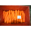 Red Color Fresh Beautiful Carrots