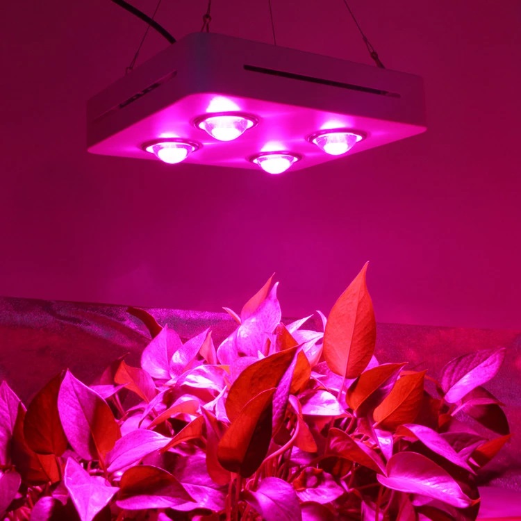 best cob led grow light