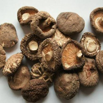 Wholesale Dried Mushrooms At Low Prices