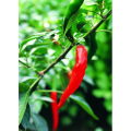 Pure capsaicine poudre de capsaïcine Extrait bon prix