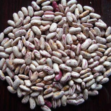 Chinese New Crop Light Speckled Kidney Bean