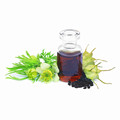 rganic Black Seed Oil Pure Capsules For Wholesale