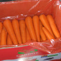 Bonne récolte de carottes fraîches