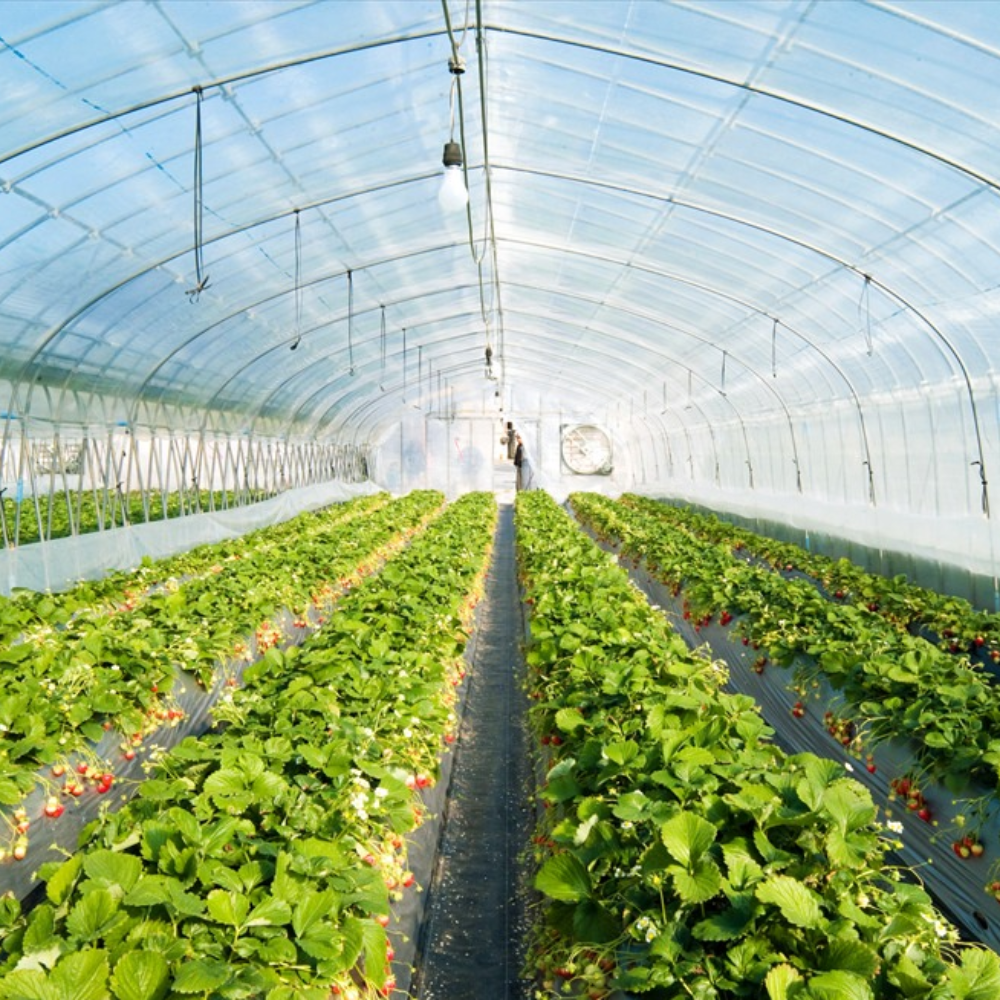 Single Greenhouse for Vegetable Planting Single Greenhouse for Vegetable Planting
