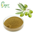 Natural Plant extract leaf olive extract oleuropein 40%