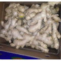 Top Quality of Chinese Fresh Ginger (250 gram and up)