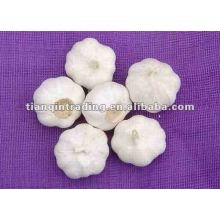 Purchase Chinese Normal White Garlic