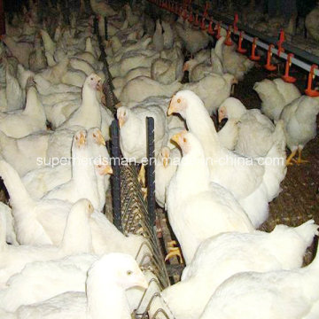 Equipo de aves de corral Sistema de alimentación de cadena de criador