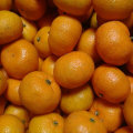 Golde Supplier of Sweet Baby Mandarin