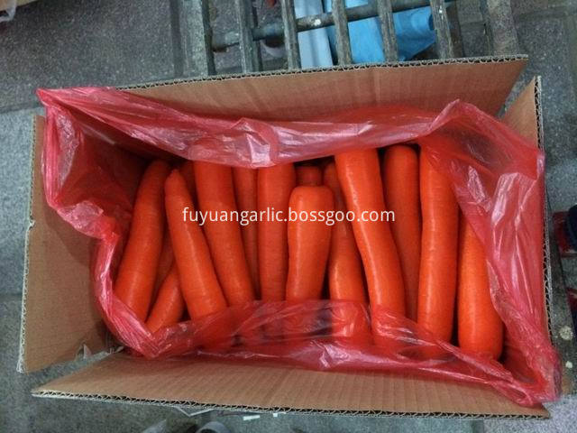 xiamen carrot 