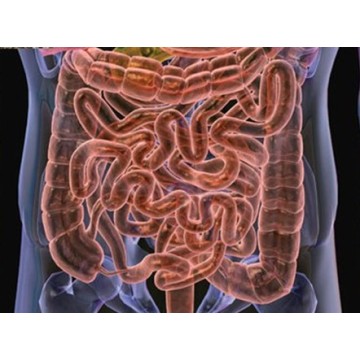 Tratamento antibacteriano da infecção intestinal Neomicina Sulfato