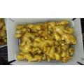 2016 New crop organic fresh ginger