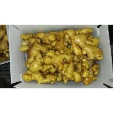 2016 New crop organic fresh ginger