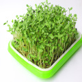 Microgreens hidropônicos de mudas crescem bandeja à venda