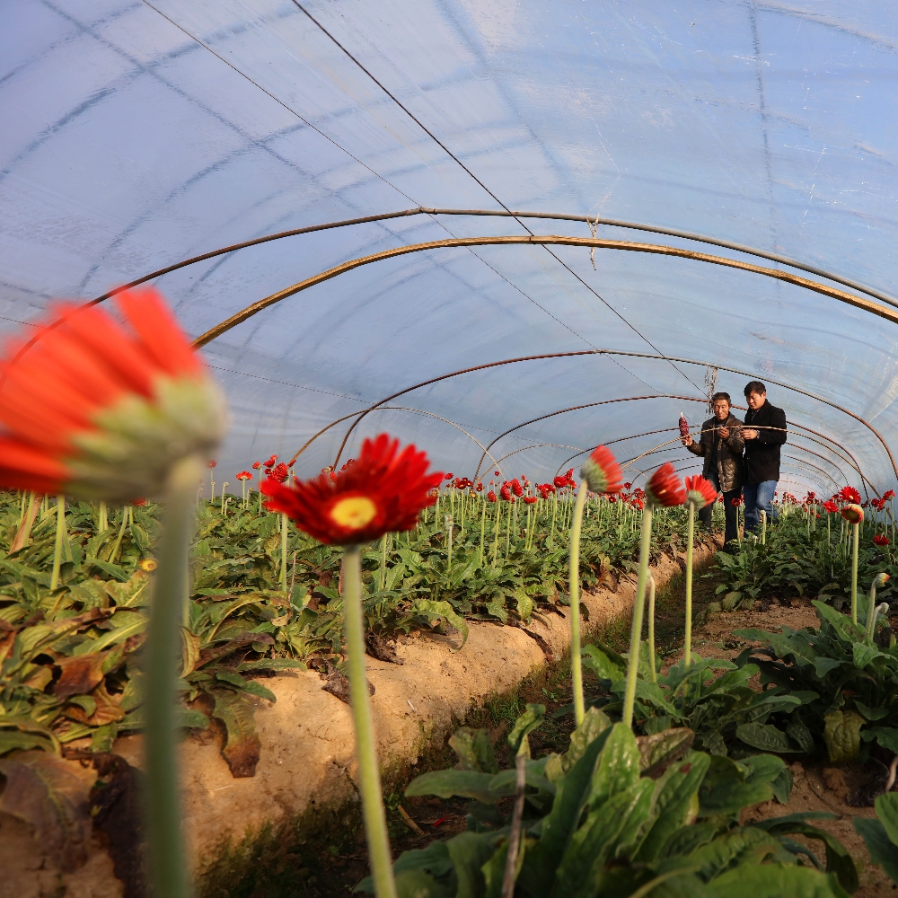 Single Greenhouse for Flower Planting Single Greenhouse for Flower Planting