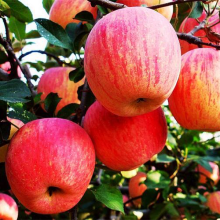 Frischer Apfel für Fuji Apfel