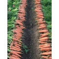 Good Vegetable Fresh Carrots