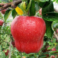 Fresh delicious Huaniu apples