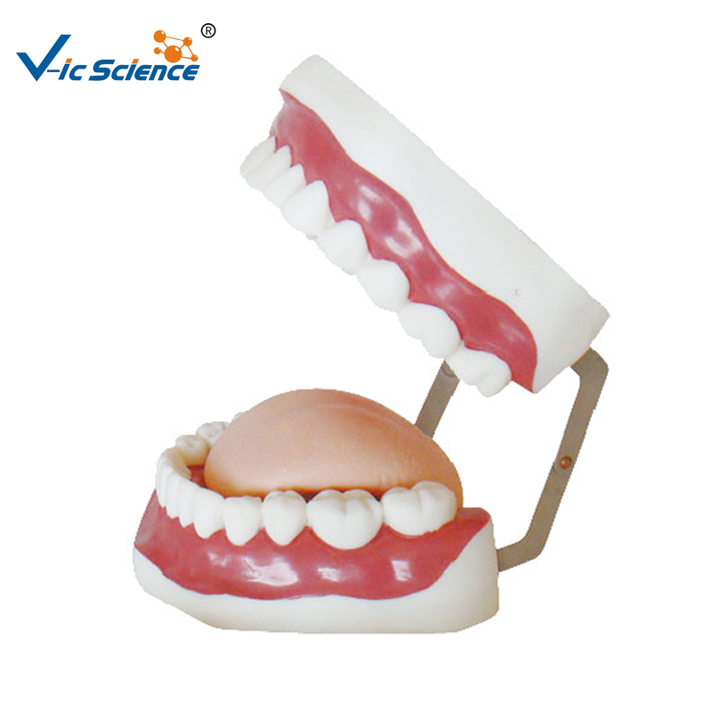 Teeth Model