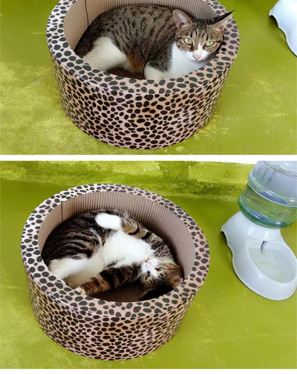 cat nest